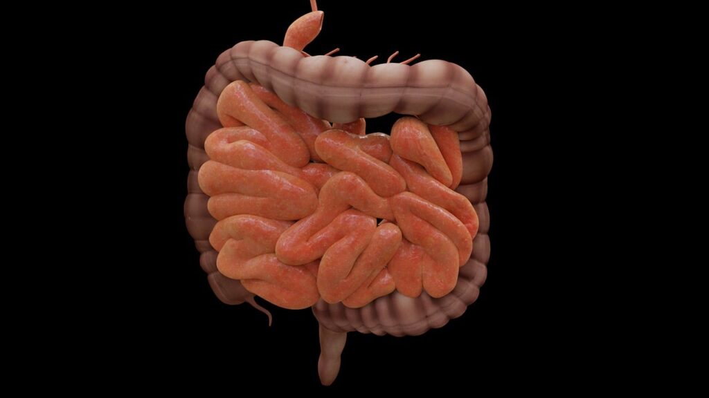 intestine, biology, science, bowels, research, medicine, healthcare, black science, black research, black medicine, black healthcare, intestine, intestine, intestine, intestine, intestine